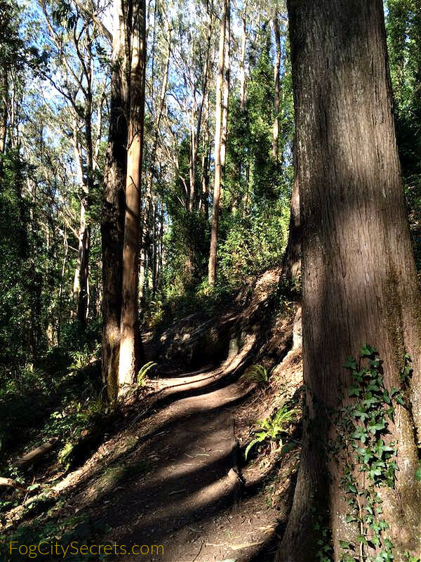 Mount sutro San Francisco hiking path