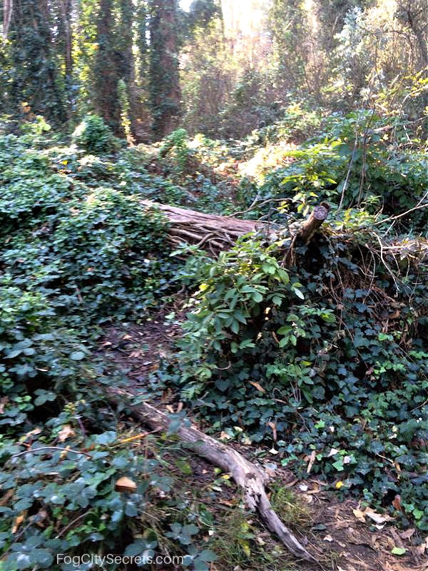 Belgrave entrance to Mount Sutro, no trail