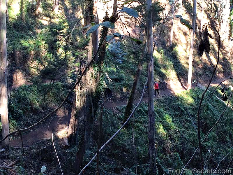 Woodland Creek Ravine on Mount Sutro Historic Trail