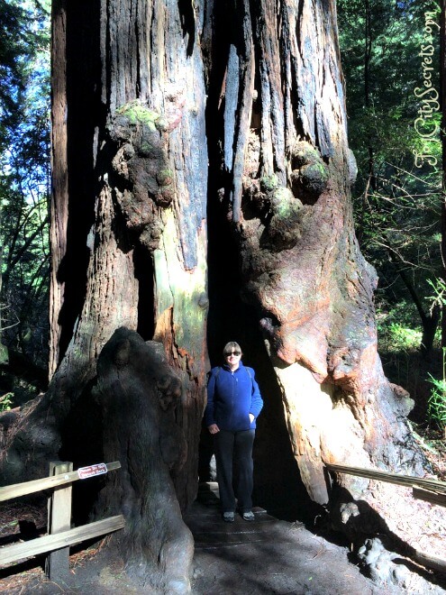 posing by huge redwood in bohemian grove, muir woods