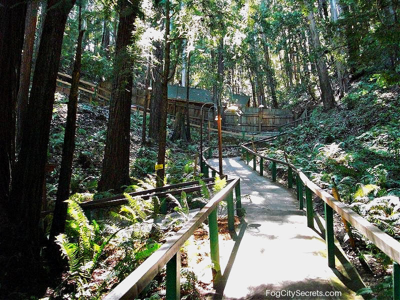 Pathway into the Mystery Spot in Santa Cruz Pathway into the Mystery Spot in Santa Cruz