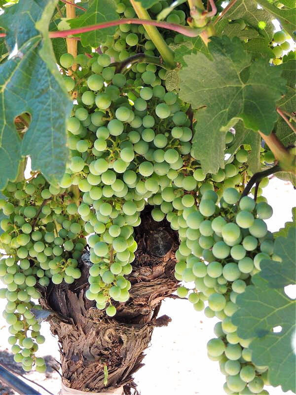 Grapes at a Napa vineyard Grapes at a Napa vineyard