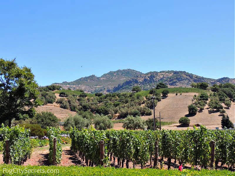 View of Napa Vallley vineyard and hills