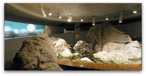 Earlier tide pool area in Academy of Sciences Museum Earlier tide pool area in Academy of Sciences Museum