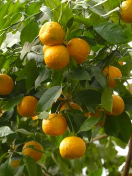 Orange Tree orange tree