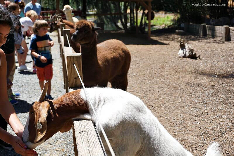 Petting Zoo at Sonoma Train Town