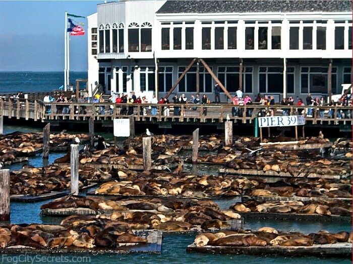 Sea Lions at Pier 39  The Marina, Fisherman's Wharf & the Piers