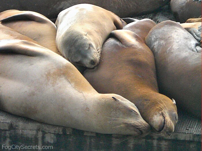 Sea Lions at Pier 39  The Marina, Fisherman's Wharf & the Piers