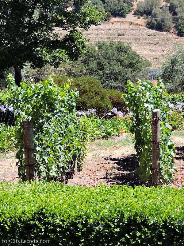 Pine Ridge Winery vineyard