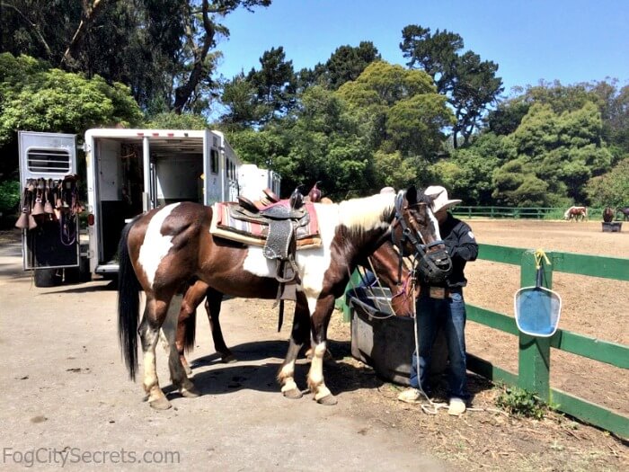 Pinto Pony ready for Riding Pinto pony, horseback riding in Golden Gate Park