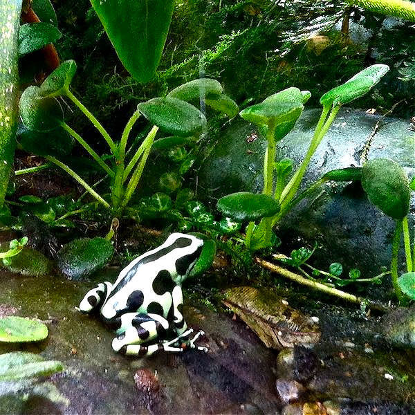 Poison dart frog in the Rainforest Dome Academy of Sciences Museum SF
