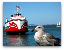Red and White Fleet boat and seagull