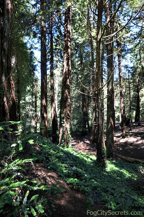 Redwood Grove în Golden Gate Park