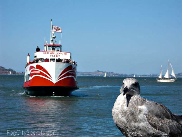 Red and White Ferry and seagull, Fisherman's Wharf San Francisco