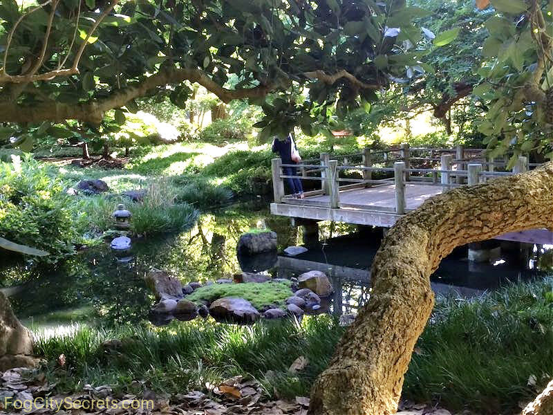Moon viewing garden in the SF Botanical Gardens