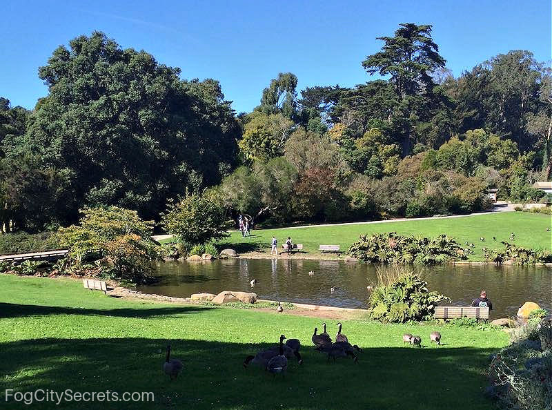Waterfown pond at the SF Botanical Gardens