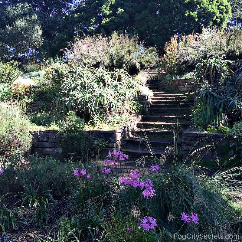 Path up some steps through the SF Botanical Gardens
