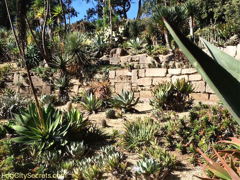 Succulent Garden in the SF Botanical Gardens