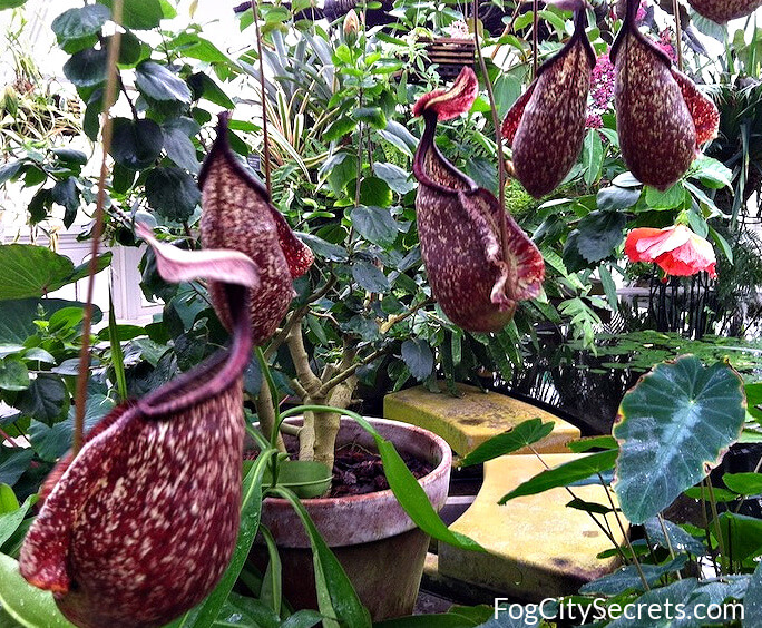 carnivorous pitcher plants, san francisco conservatory of flowers