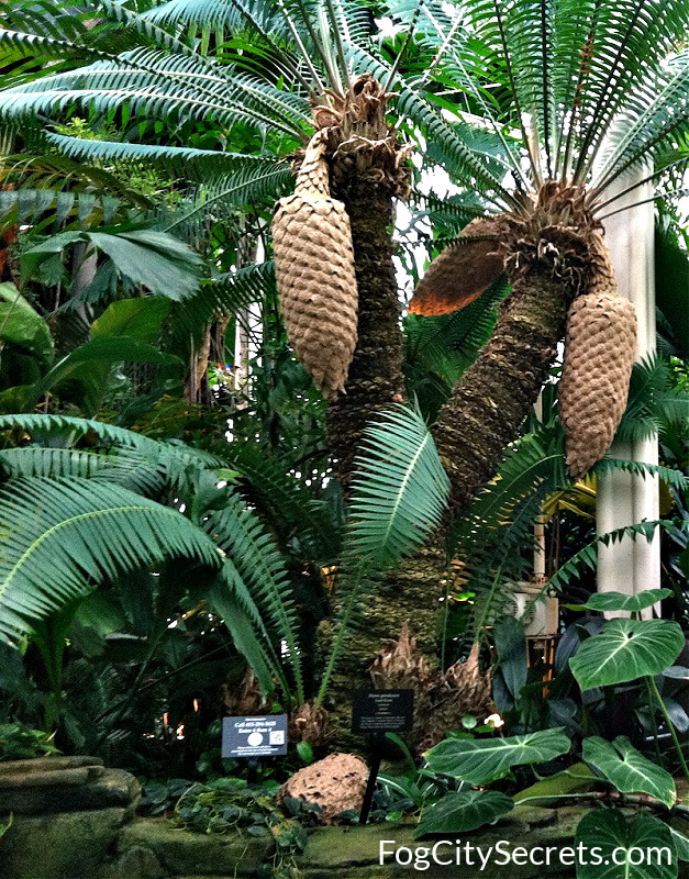 primitive gymnosperm, san francisco conservatory of flowers