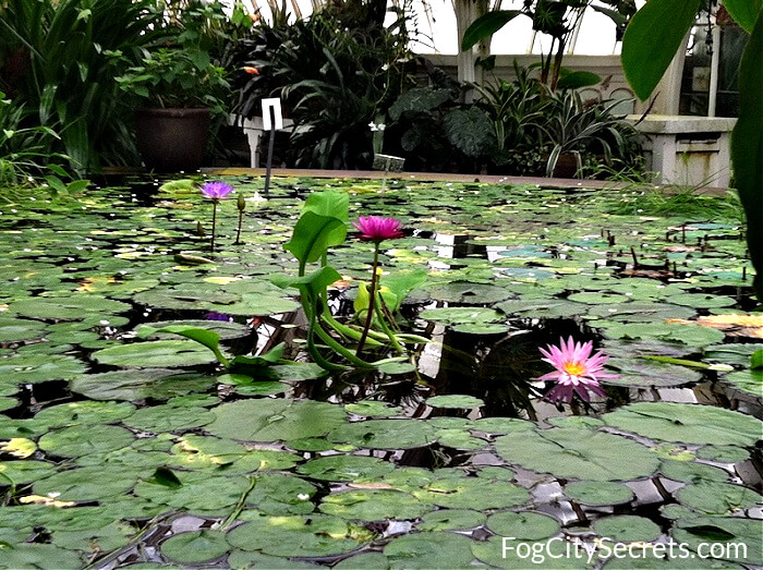lily pond, san francisco conservatory of flowers