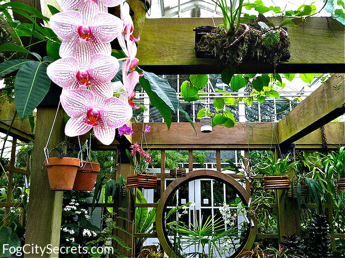 wood arbor with orchid, san francisco conservatory of flowers