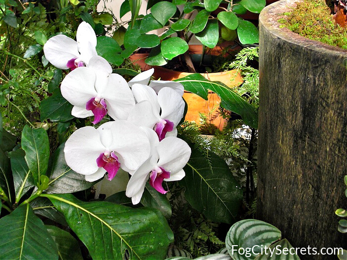 white orchid, san francisco conservatory of flowers