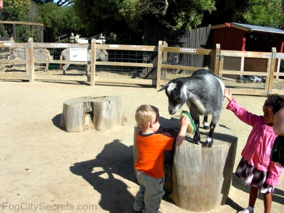 Petting goats at the SF Children's Zoo
