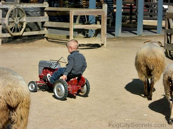 San Francisco Zoo framyard, boy on tractor