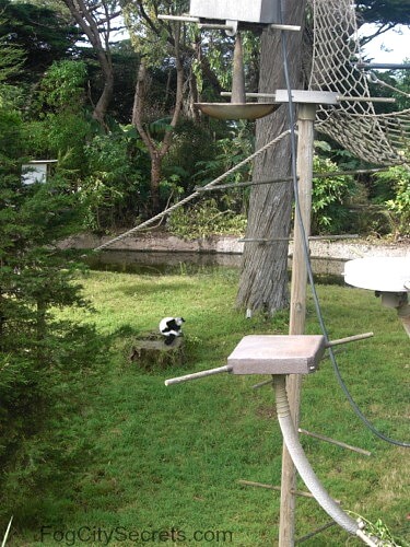 Lemur Forest at the SF Zoo