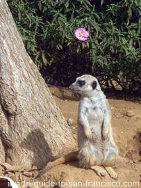 SF Zoo meerkat on guard