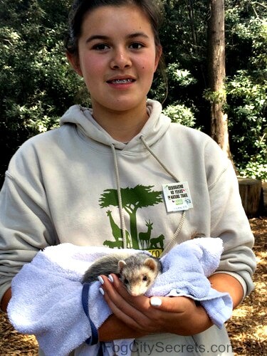SF Zoo volunteer with ferret