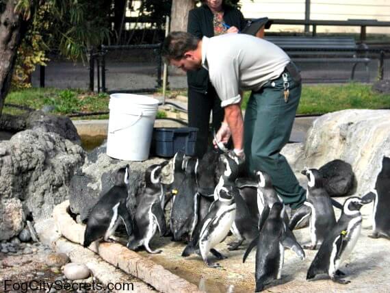 Penguin feeding at the SF Zoo