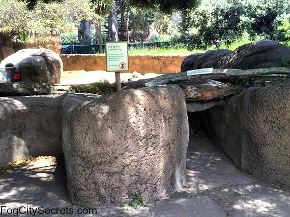 SF Zoo prairie dog town