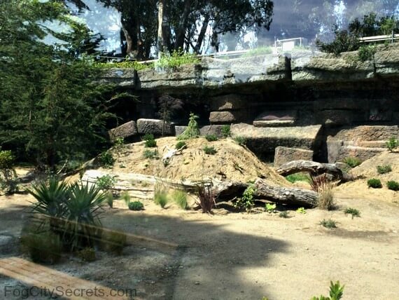 Wolf Canyon Exhibit at the SF Zoo