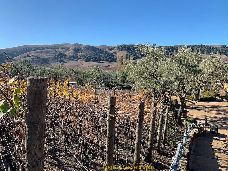 Sonoma Valley wine country view Sonoma Valley wine country view