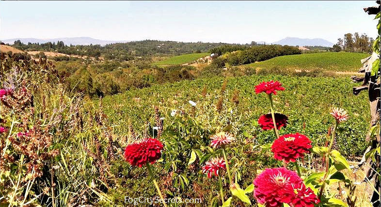 Sonoma Valley vineyards view