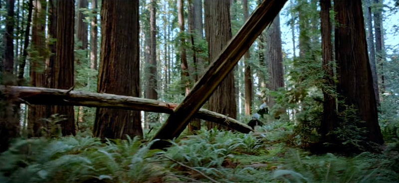 Star Wars Tree in speeder chase scene in film