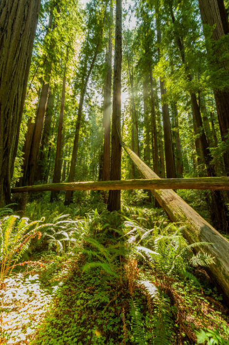 Star Wars Tree in Cheatham Grove