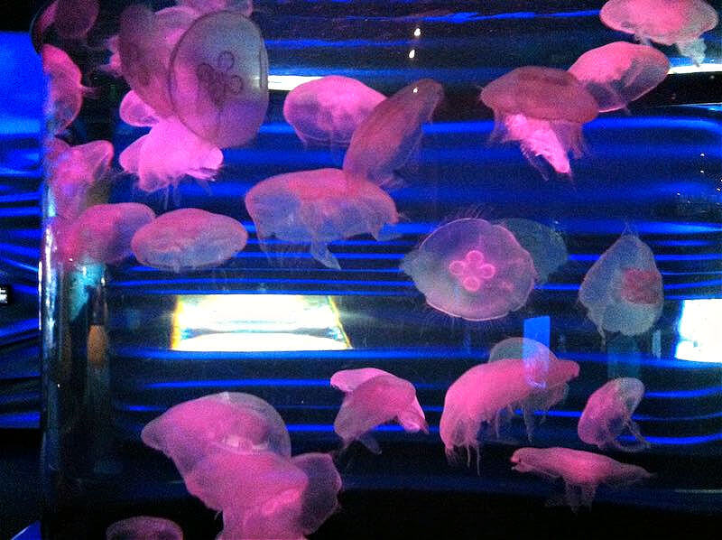 Pink jellyfish at the Steinhart Aquarium