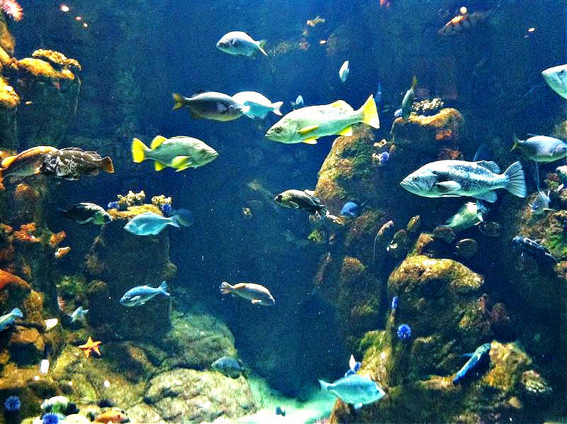 Reef fish at the Steinhart Aquarium