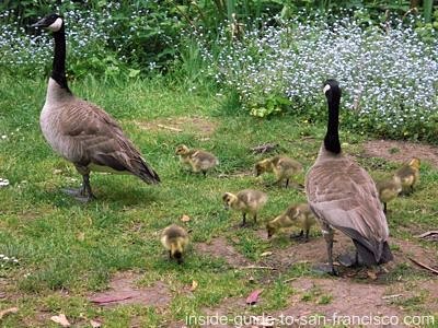 Geese with goslings Stow Lake