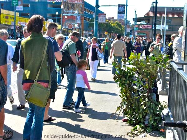 Bush and Bush Man hiding at Fisherman's Wharf SF Bush and Bush Man hiding at Fisherman's Wharf SF