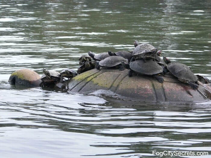 Pile of Turtles at Spreckels Lake Turtles resting on turtle sculpture in Spreckels Lake