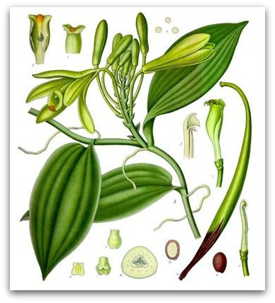drawing of vanilla plant