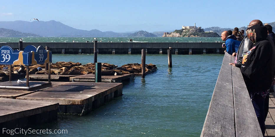 Watching the Pier 39 sea lions