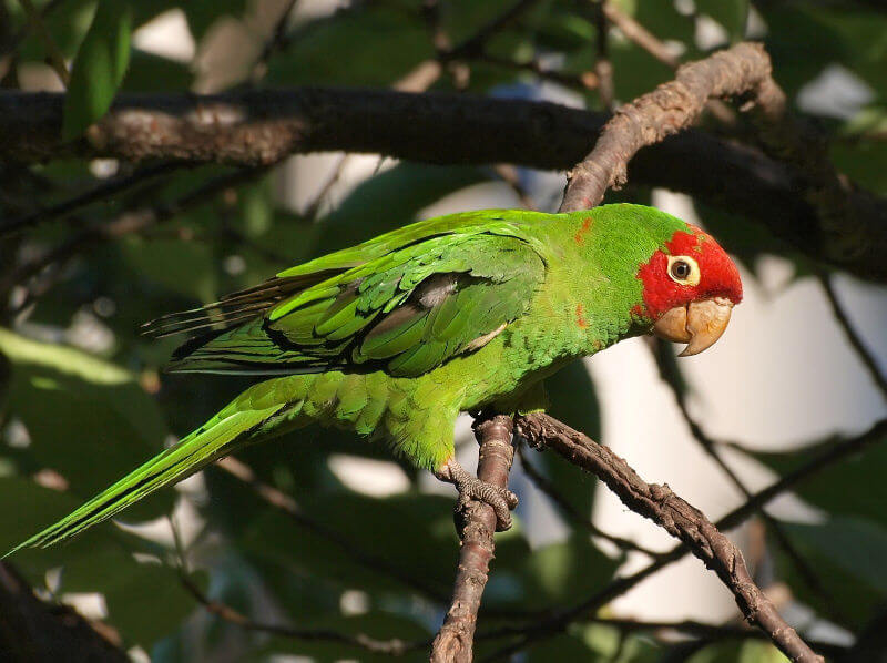 Red-headed parrot of Telegraph Hill SF