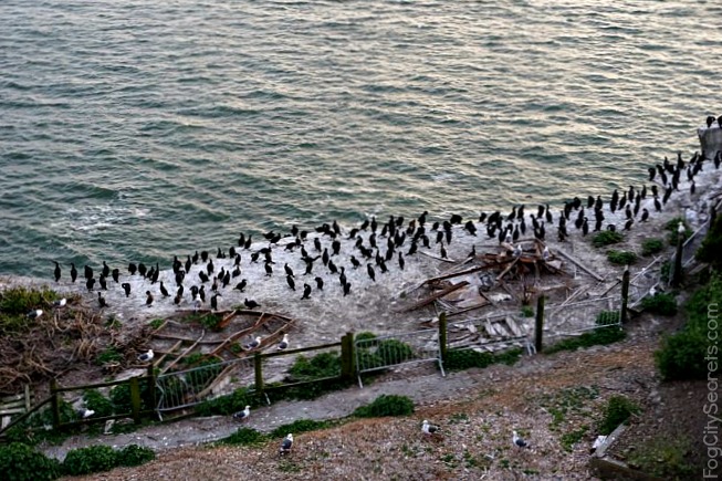 Best Alcatraz Night Tour Company Best Alcatraz Night Tour Company