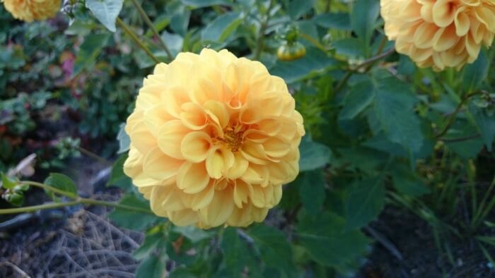 Yellow dahlia